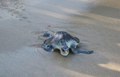 一年前受伤被渔民救起  丽龟康复了 放生回归大海