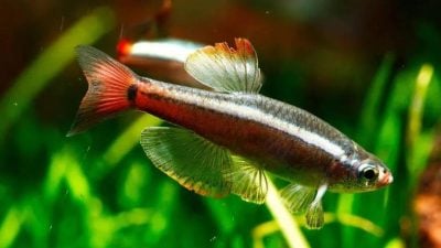 店家怕冻坏加发热包　“白云金丝”被烫熟成鱼汤