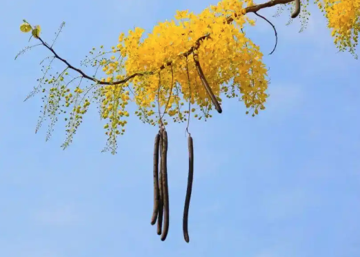 拉一夜!通便“便秘果”在网上爆红 医生:有直肠癌风险