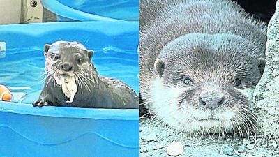 嗅觉灵敏 寻获沉河底25年凶器   水獭受训搜救立大功