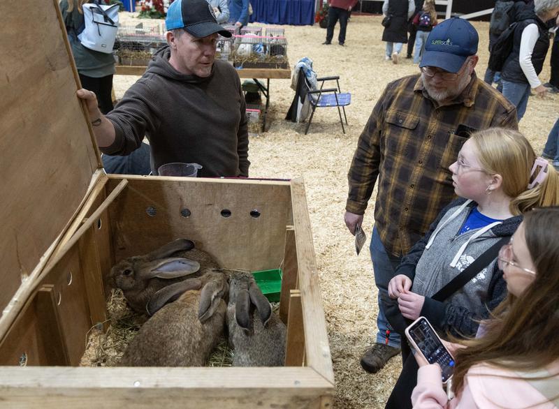拼盘 加拿大逾百年冬季农博会 小兔子“选美”