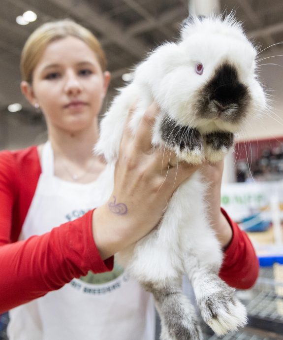 拼盘 加拿大逾百年冬季农博会 小兔子“选美”