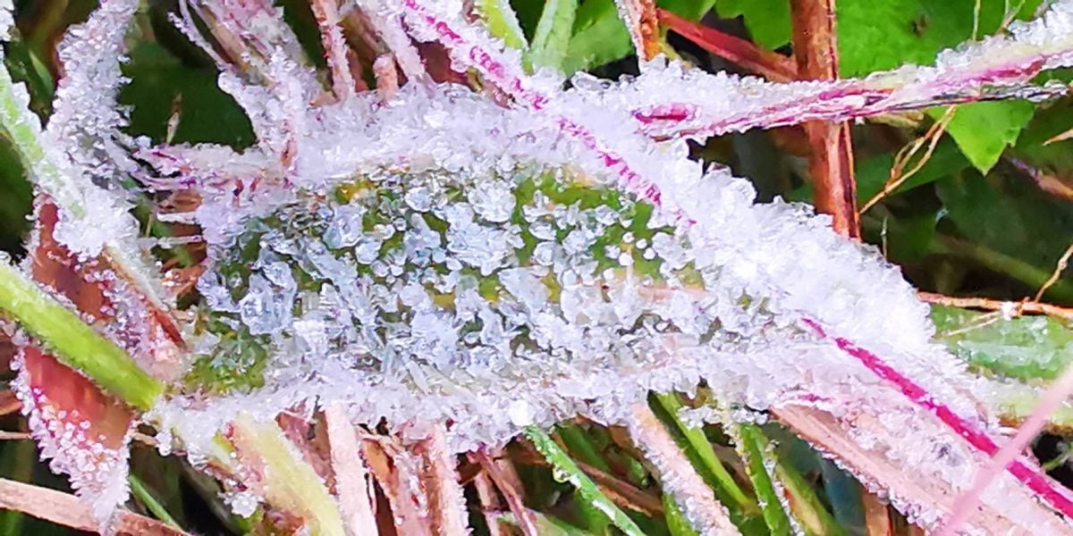  拼盘∕泰北茵他侬山气温下探4℃ 霜冻现踪吸引游客驻足 