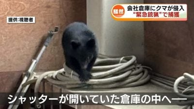 日本黑熊闯公司 反锁仓库5小时