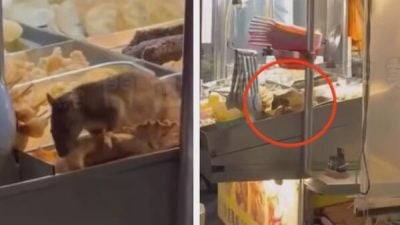 大老鼠爬上咸酥鸡摊忘情狂吃 引发网友热议