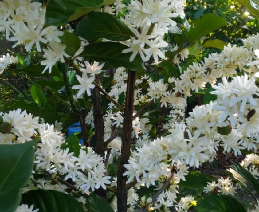 新村美化动起来/:18日见报∕新咖啡山新村 种咖啡树推动发展