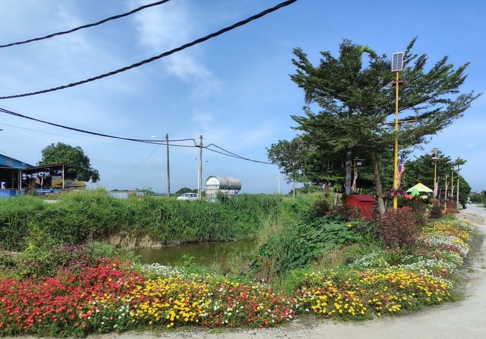 新村美化动起来｜：25日见报∕封底主文∕水闸稻田村翠绿 新年装饰年味浓