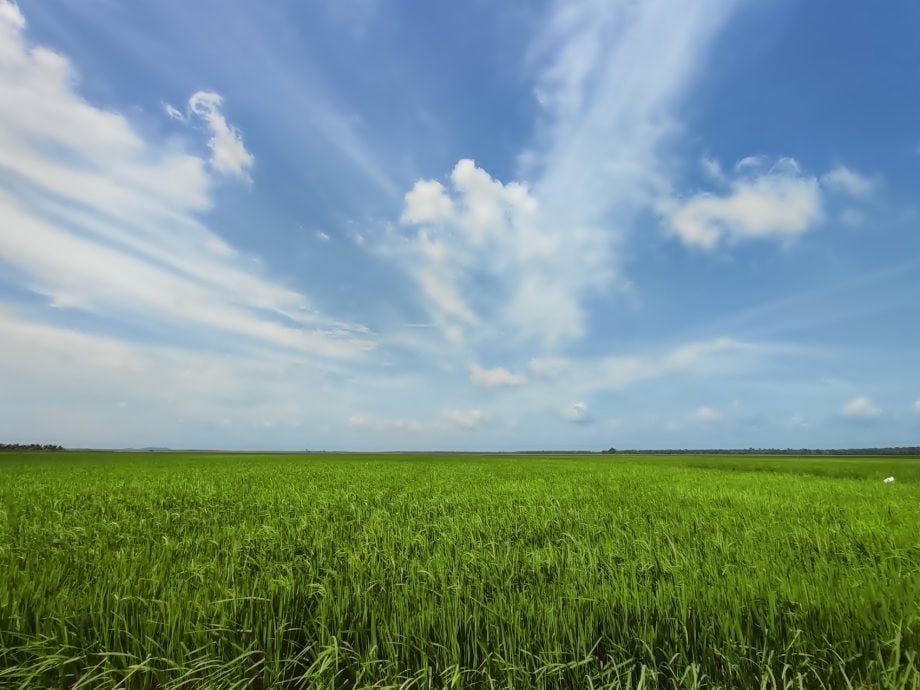 新村美化动起来｜：25日见报∕封底主文∕水闸稻田村翠绿 新年装饰年味浓