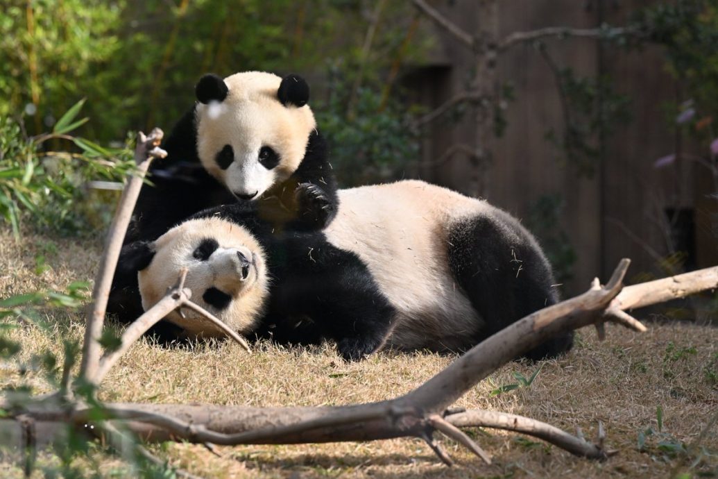 日官员:大熊猫租借项目已停止