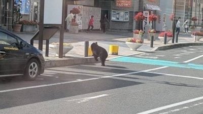 日本熊袭危机蔓延！ 自卫队最快周三展开捕熊行动