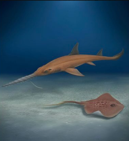 智利出土新化石“波奇塔锯鲨” 考古团队：名字致敬《链锯人》