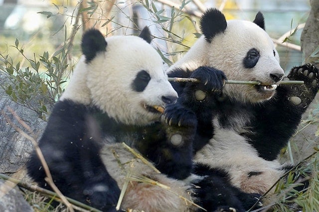 最后2只旅日大熊猫将回国 专家:中或不再向日出租新熊猫