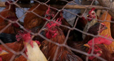 今年首例! 柬埔寨首都禽流感致人死亡病例