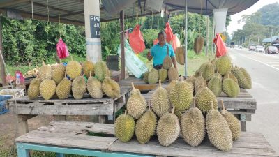 榴梿飘香引客来   老饕路边停车尝果王