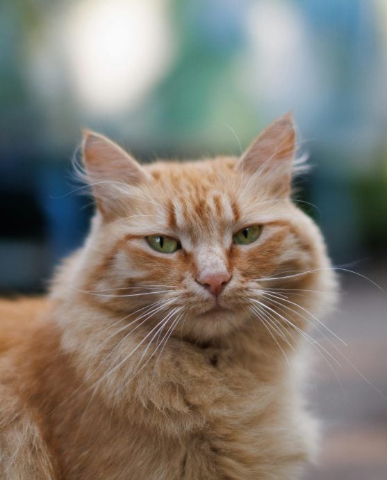 橘猫太爱“串门”惹官非! 法国猫主被罚6千 动保组织怒斥:荒唐判决!