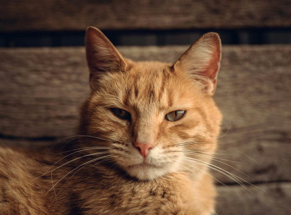 橘猫太爱“串门”惹官非! 法国猫主被罚6千 动保组织怒斥:荒唐判决!