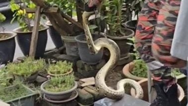 水灾后现蛇踪 网民赞消拯员快速行动