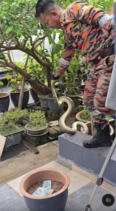 水灾后现蛇踪 网民赞消拯员快速行动