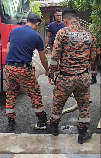 水灾后现蛇踪 网民赞消拯员快速行动