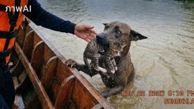 合艾大水灾假照疯传  狗就猫是AI制图