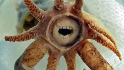 属于深海鱿鱼物种   “牙齿小海怪”是“沟栖腕鱿”