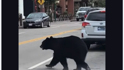 美国旧画面被混用误导 黑熊没入侵日地铁站