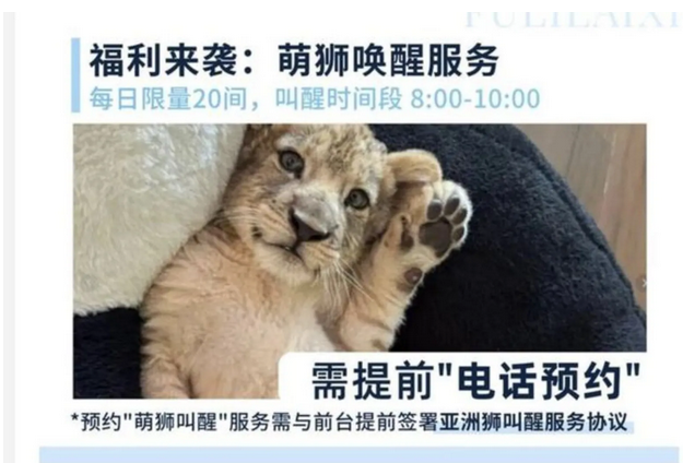 江苏饭店推“萌狮叫醒服务” 一天限量20间预约爆满