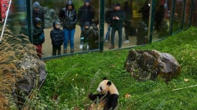 法国送别两熊猫 中使馆承诺将向法赠送新大熊猫