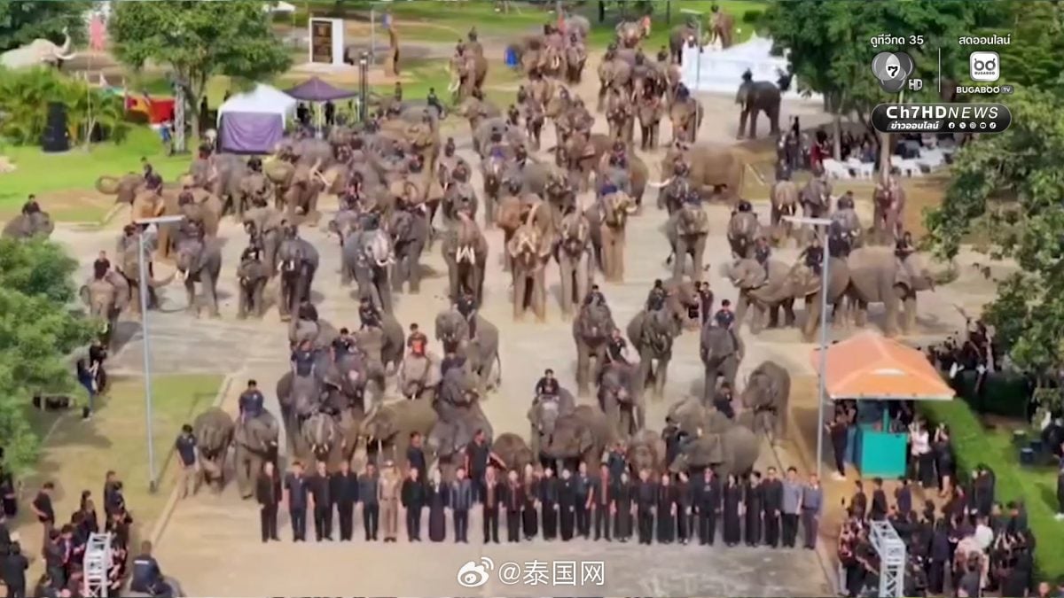 泰国素林200头大象集体下跪致哀 悼念诗丽吉王太后