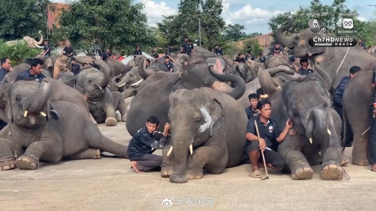 泰国素林200头大象集体下跪致哀 悼念诗丽吉王太后