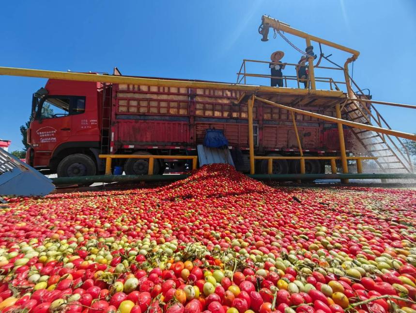 涉强迫劳动遭意大利抵制 新疆番茄糊出口锐减堆积成山