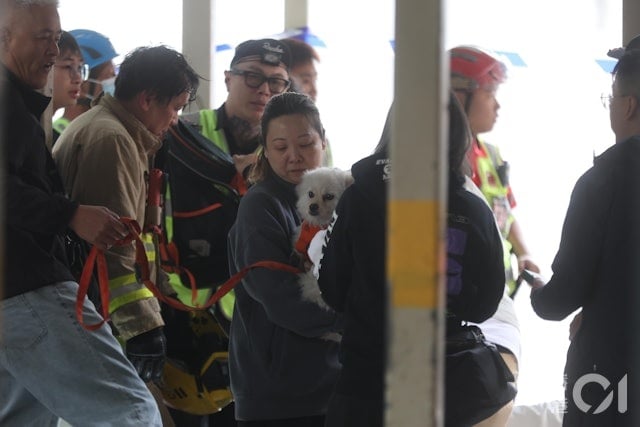 港5级大火|视频|爱护动物协会设宠物认领区 1单位10猫狗全获救与主人重逢