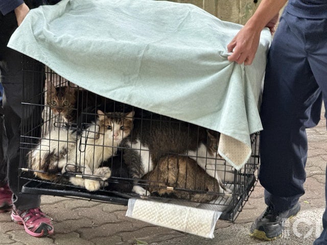 港5级大火|视频|爱护动物协会设宠物认领区 1单位10猫狗全获救与主人重逢
