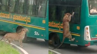 游客乘巴士游览野生公园 豹子猛扑车窗抓伤一人