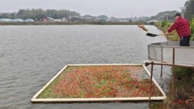 湖南鱼靠吃辣椒长大！一天喂5000kg 老板省钱还年赚逾11万