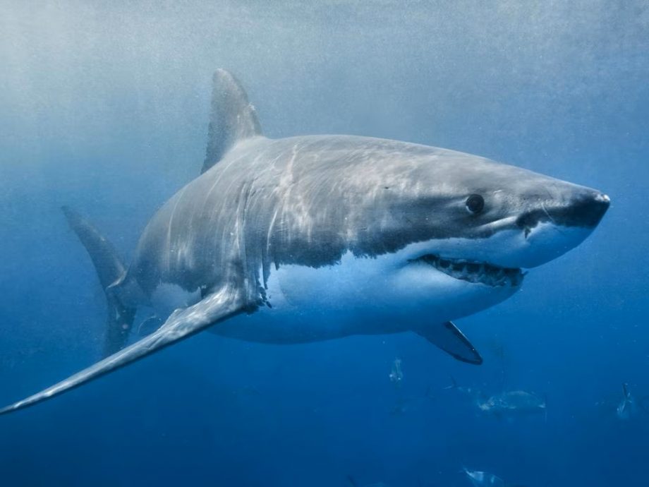 澳洲东部海滩游客遭鲨鱼攻击　1死1重伤