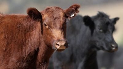 澳洲欢迎特朗普撤牛肉关税 促美实现零关税