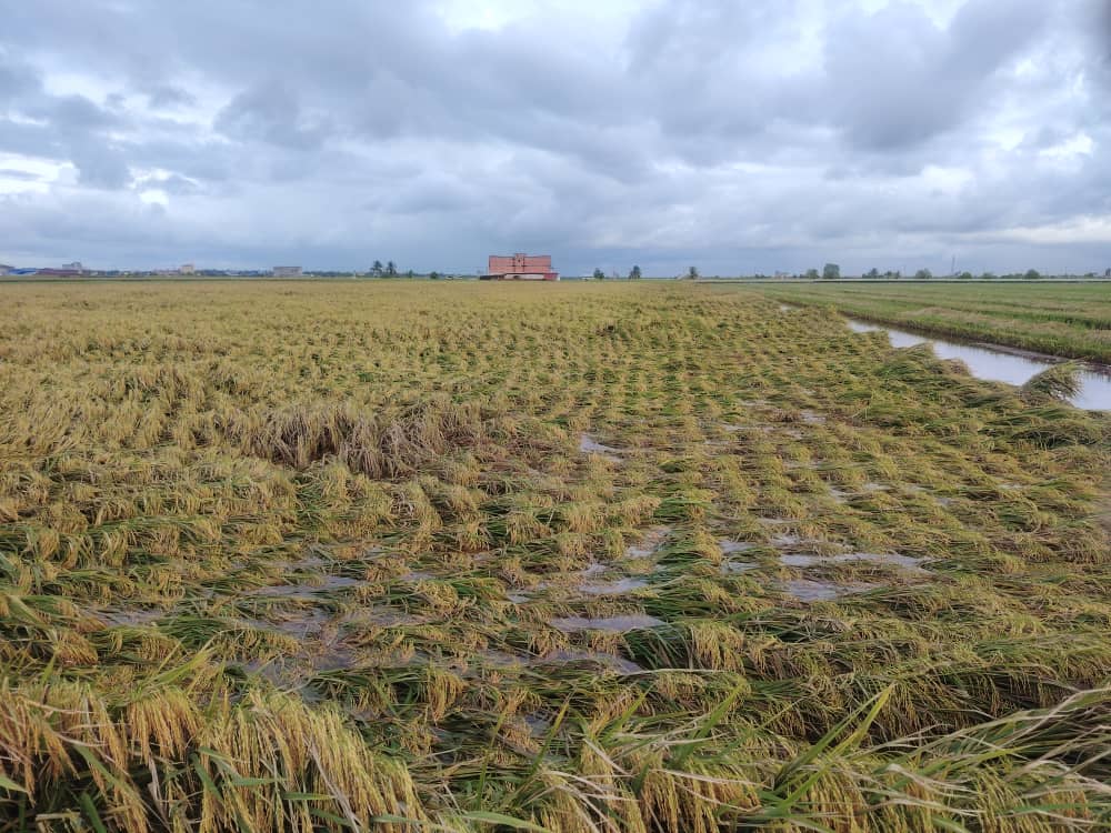 热带风暴登陆 雪州渔民暂不出海 稻农苦无法割稻