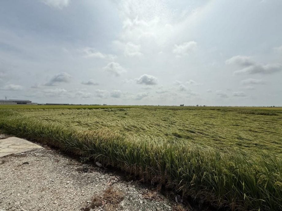 热带风暴登陆 雪州渔民暂不出海 稻农苦无法割稻