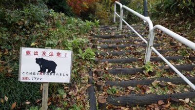 熊只中弹后“装死” 日本猎人上前查看遭袭昏迷