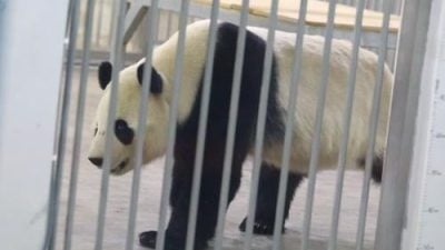 视频 | 辰星与晓月抵达国家动物园　