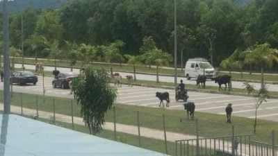 牛群闯荡绿高苑逾一年　居民吁市政厅拿出有效对策