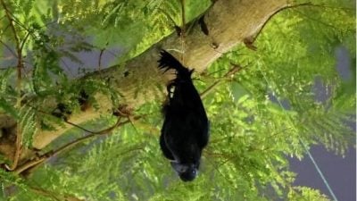 乌鸦为何倒挂树上？！原来是驱鸟模型