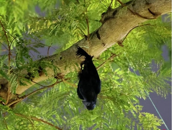 **狮城二三事**乌鸦为何倒挂树上？！原来是驱鸟模型