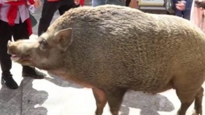 中国江门观音寺150公斤野猪爆红 游客递苹果会点头“鞠躬”