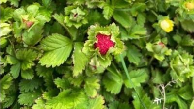 中国科学家：全球首发现 可从植物提取稀土矿物