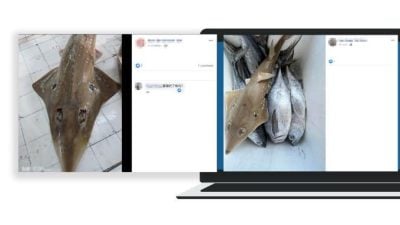 电商平台卖了3.26亿  鲨鱼鳐鱼网上公开卖