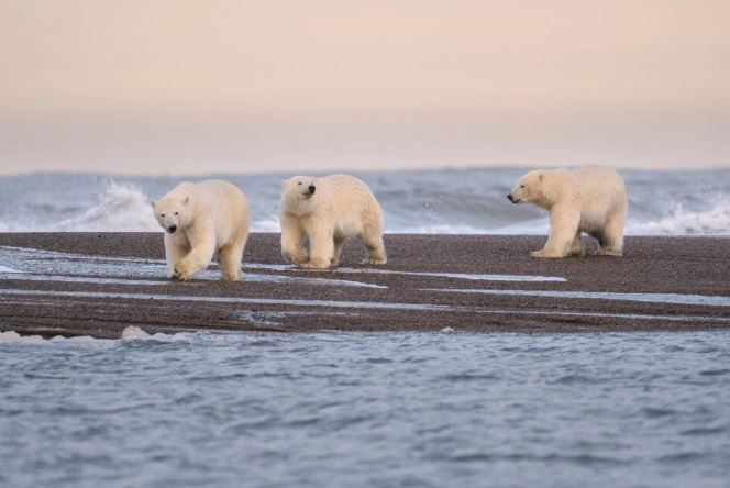 男子在北极基地拍摄北极熊 遭两只北极熊夹击咬死