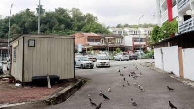 白鸽滋扰加剧 罗白与市政厅联手控制问题