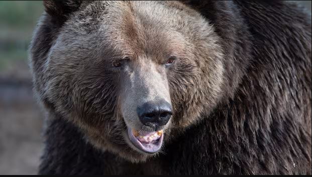 看世界/加拿大熊袭 20师生遭攻击2人命危